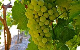 chenin-blanc-grapes_small.jpg